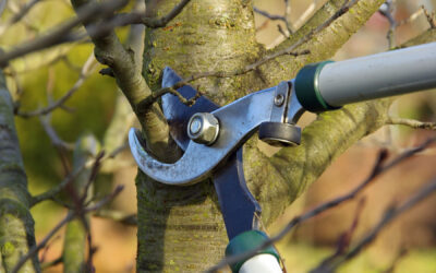 Spring Tree Pruning in CT: What to Prune Now and What to Wait On