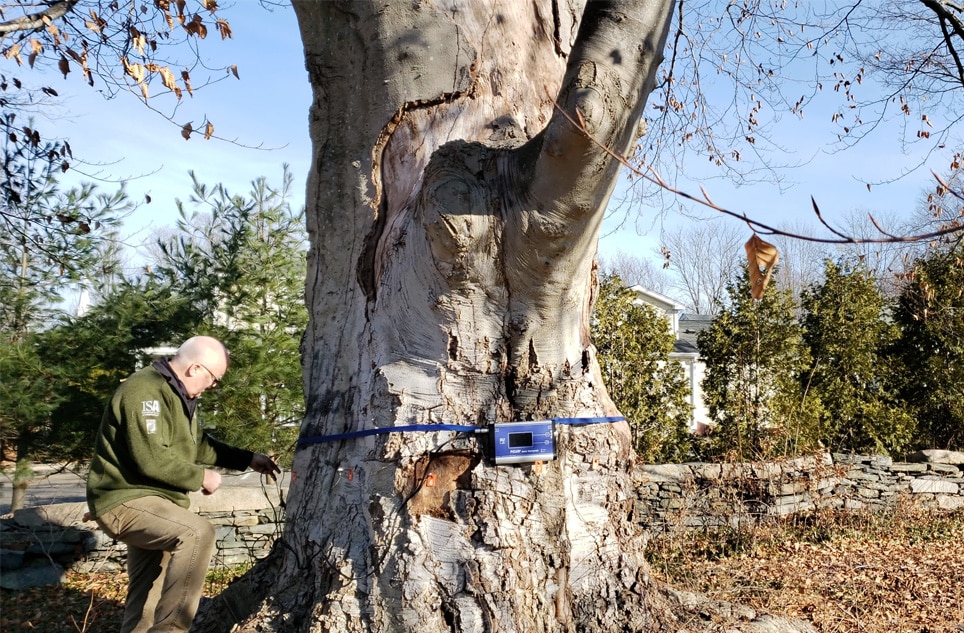Tree Consulting / Tree Risk Assessment
