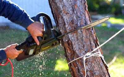 Save Money, Save Trees: The Long-Term Benefits of Tree Care