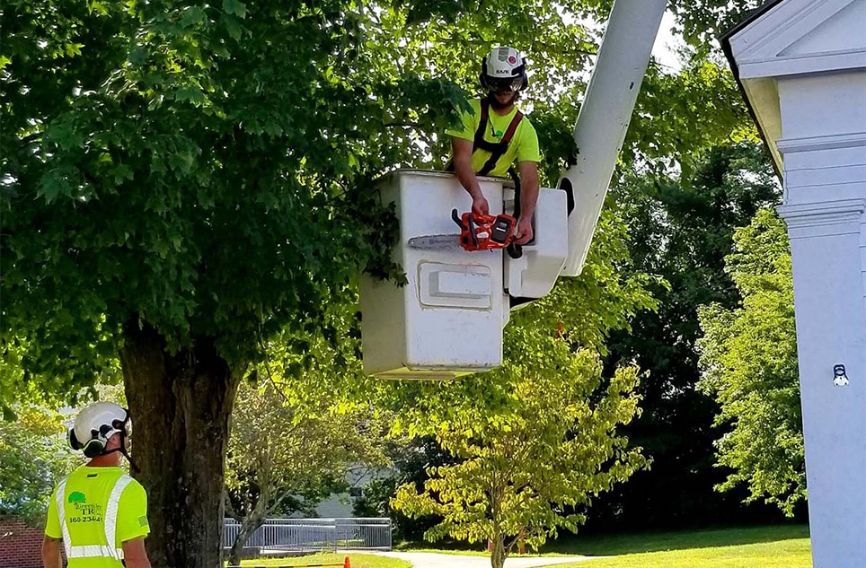 Tree removal Tree Chipping