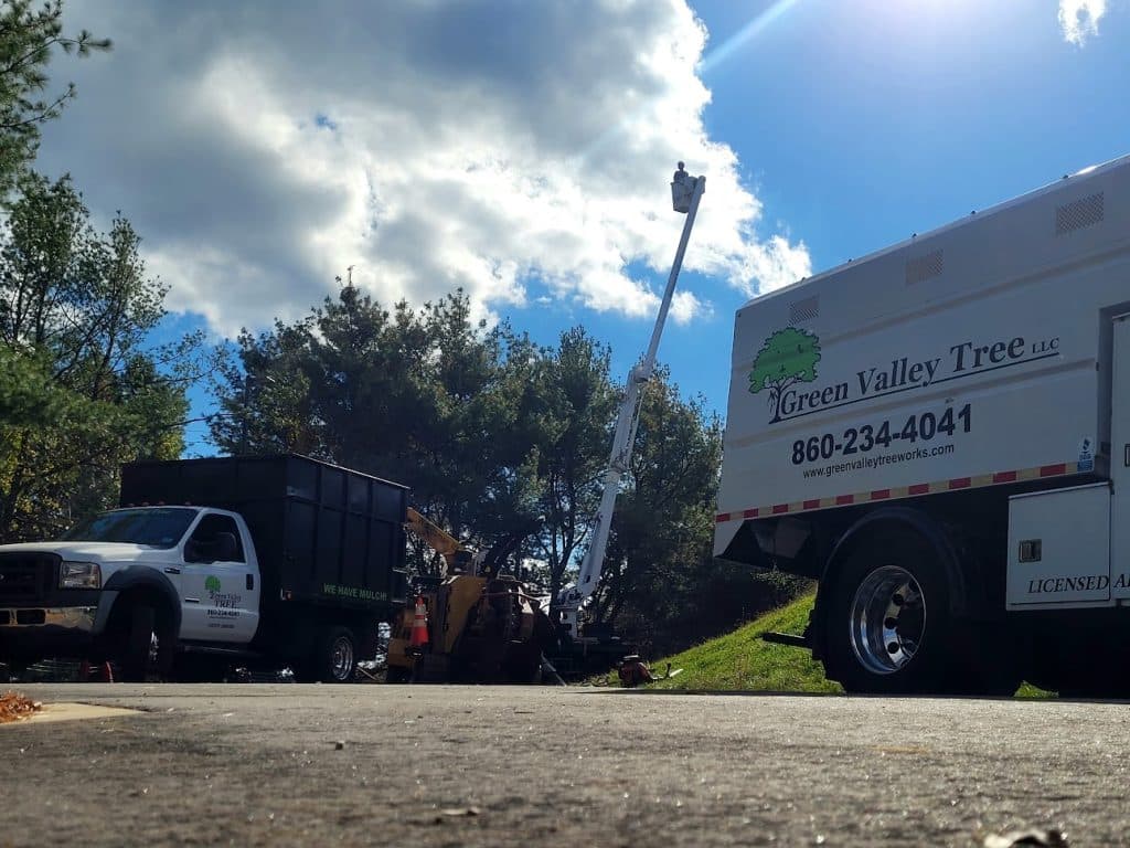 Tree removal service and tree removal bucket service in CT