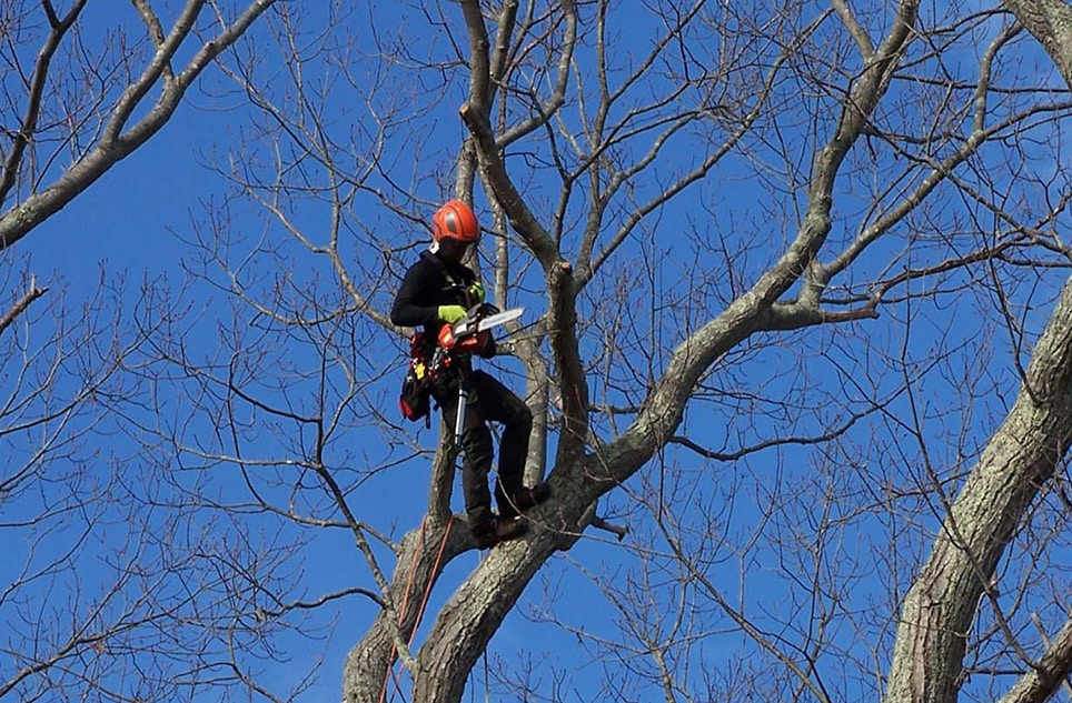 Tree Consulting / Tree Risk Assessment