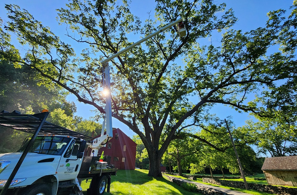 Tree removal Tree Chipping