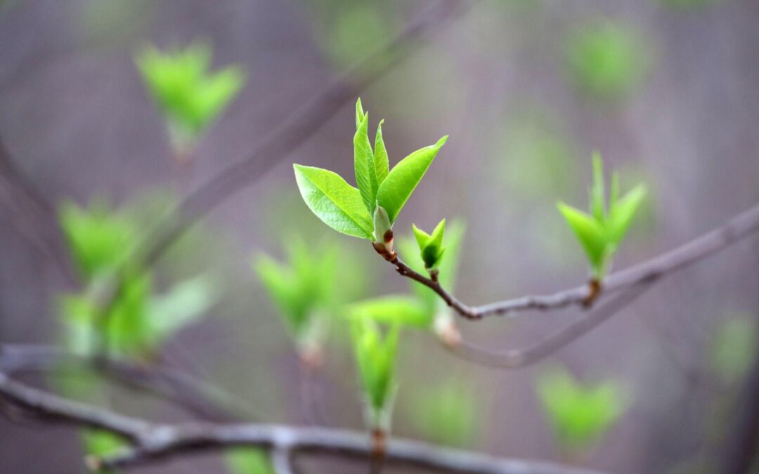 Dead Tree or Just Slow to Leaf Out? How CT Homeowners Can Tell