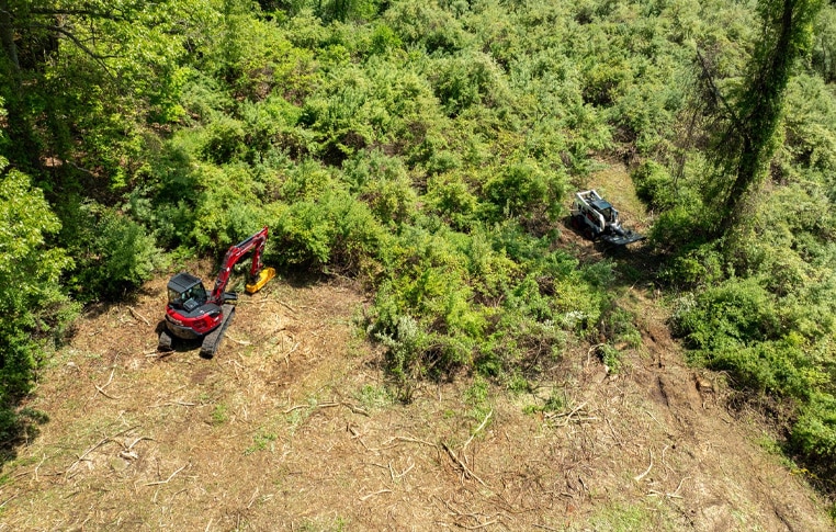 Stump Grinding Tree planting and tree removal and tree fertilization