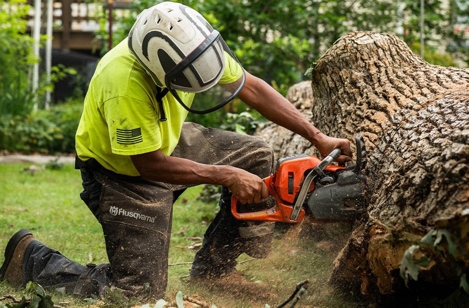 Tree removal Tree Chipping