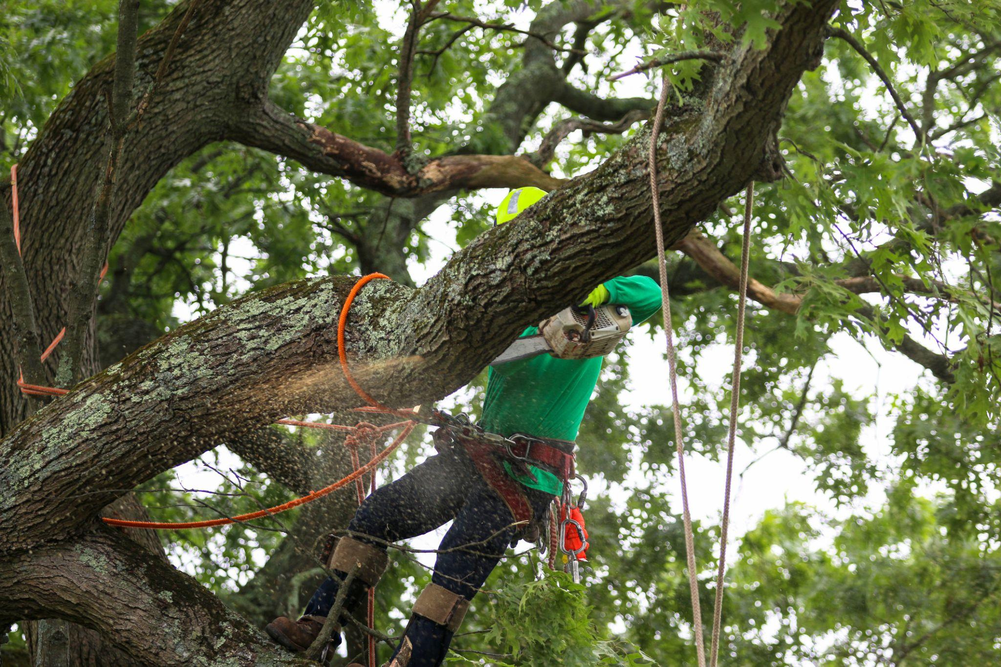tree risk assessments Connecticut