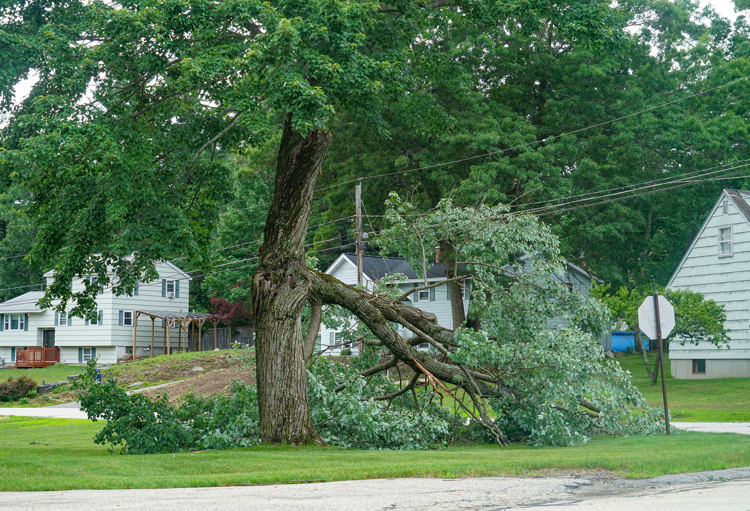 Storm Emergency Tree Service and Emergency Tree Removal