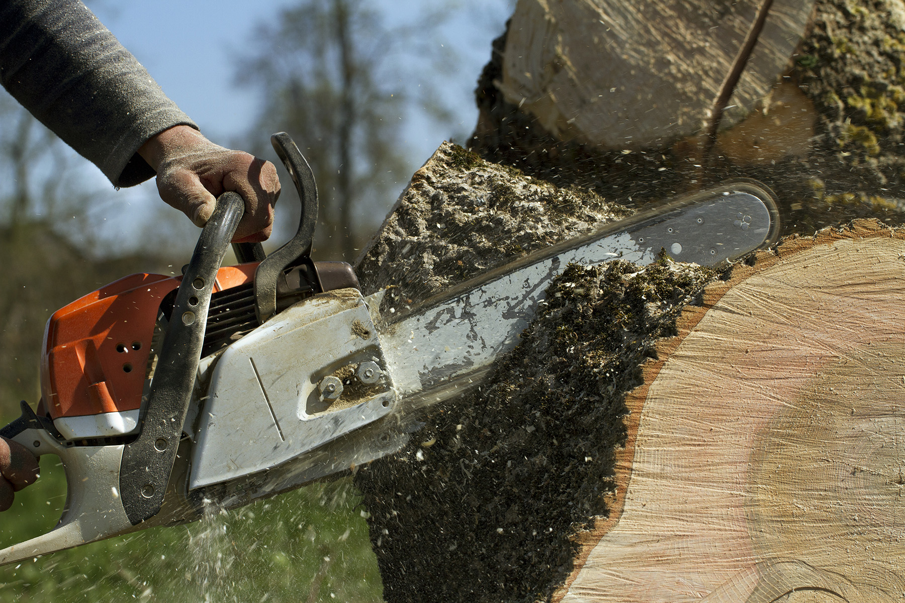 Tree removal Tree Chipping