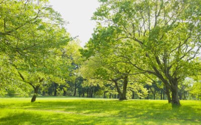 The Leaf Doctor is In: Diagnosing and Treating Common Tree Ailments