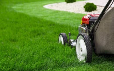 Keeping Your Trees Thriving: How to Avoid Lawn Equipment Damage