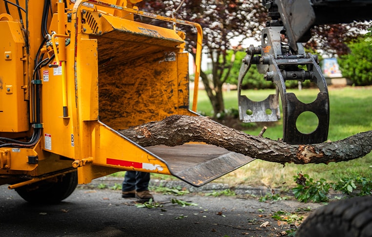 Tree removal Tree Chipping