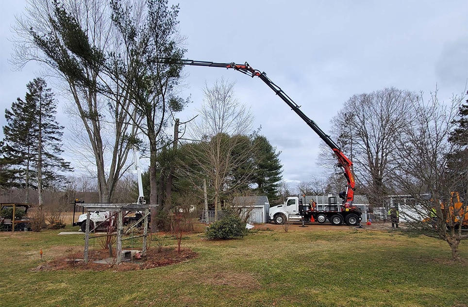 Tree removal Tree Chipping