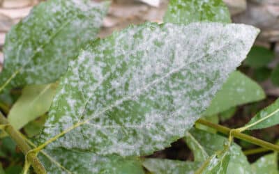 Understanding and Managing Powdery Mildew on Trees in Connecticut