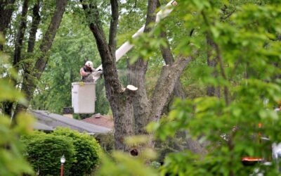 Spring Tree Care Checklist for Connecticut Homeowners (2026 Guide)