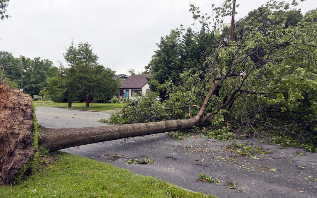 How to Tell If Your Tree Is a Storm Risk Before the Next Big One Hits