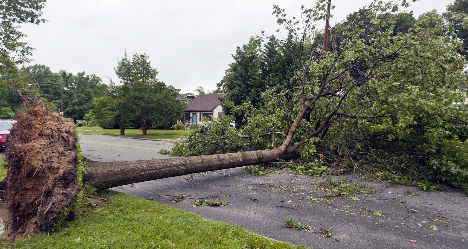 tree risk assessments Connecticut