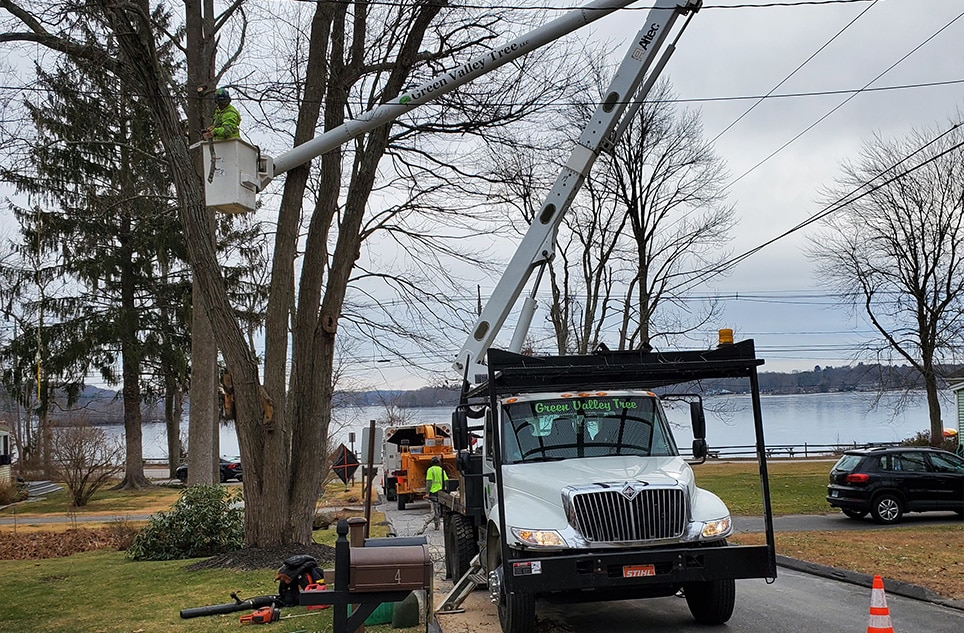 Tree removal Tree Chipping