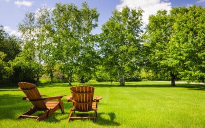 Top 10 Trees for Connecticut Homeowners: Privacy, Prettiness, and Produce