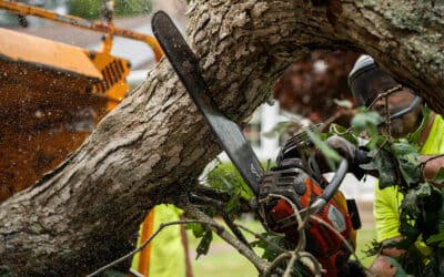 Don’t Hang Yourself Out to Dry: Why Hiring Licensed Tree Pros is the Safest Choice