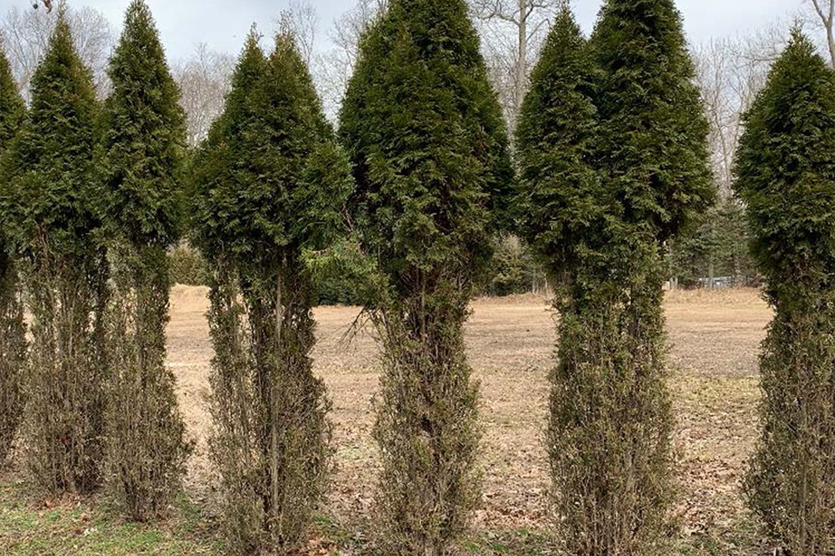 Deer Management