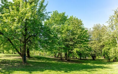 Optimal Timing for Tree Treatments: Ensuring Healthy Trees Year-Round