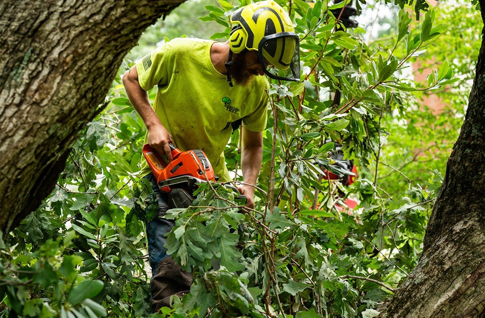 Tree removal Tree Chipping