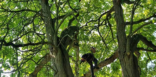 Tree Trimming and Tree Pruning