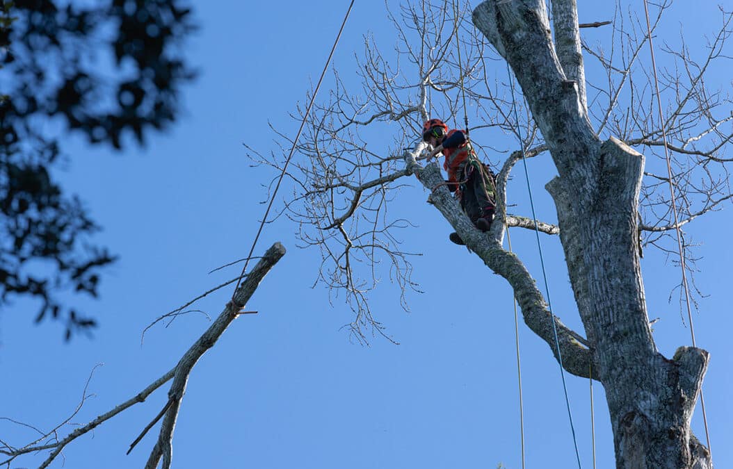 The Dangers of Tree Topping: Preserving the Health and Beauty of Your Trees