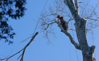 The Dangers of Tree Topping: Preserving the Health and Beauty of Your Trees