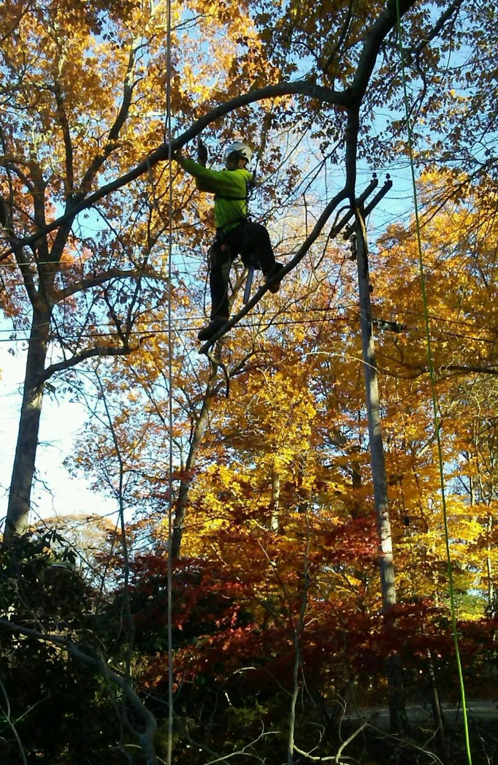 Tree Pruning & Trimming Green Valley Tree, LLC