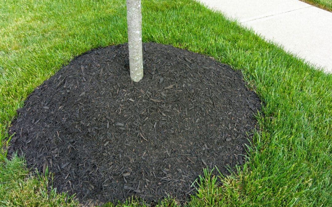 Mulch Like a Pro: The Right Way to Care for Your Trees