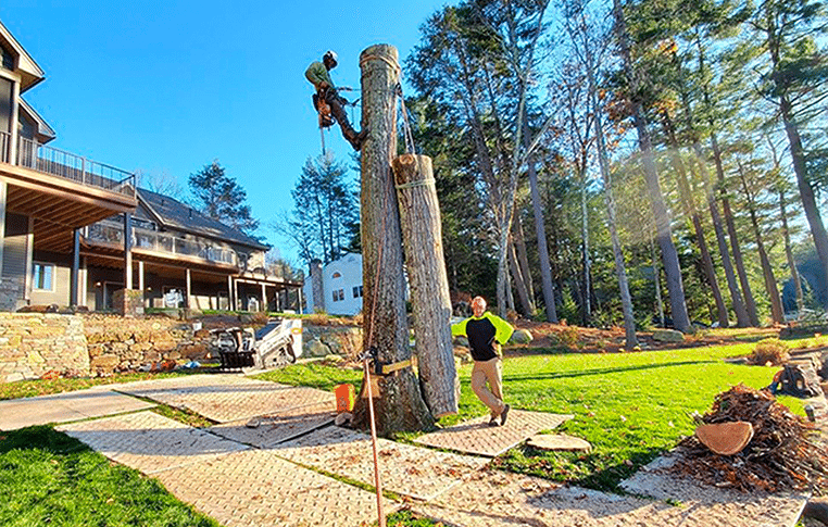 Tree removal Tree Chipping