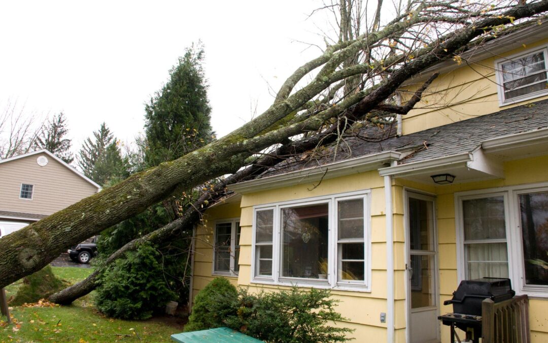 When Should a Tree Be Removed? Warning Signs Connecticut Homeowners Should Not Ignore