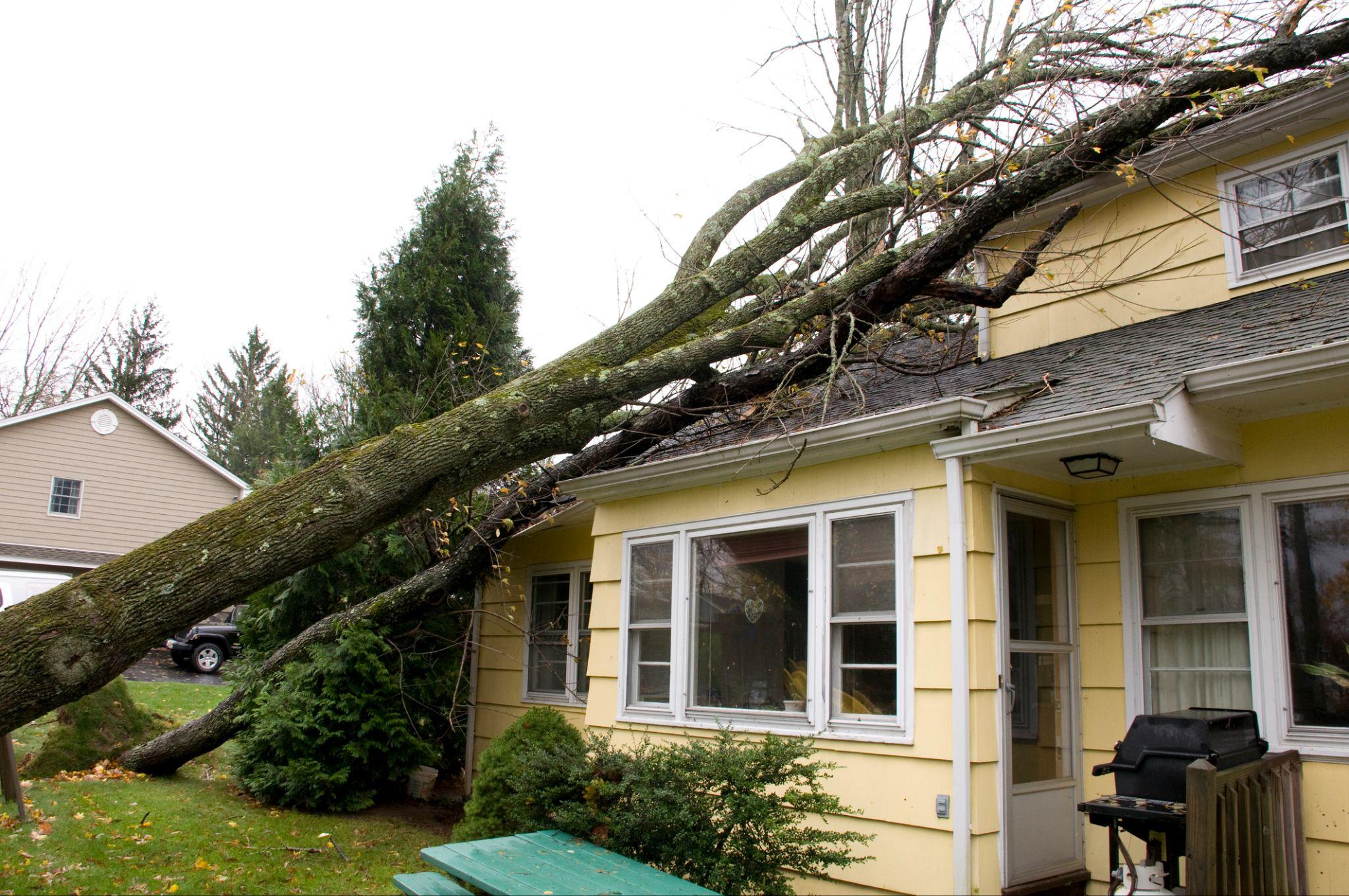 tree risk assessments Connecticut