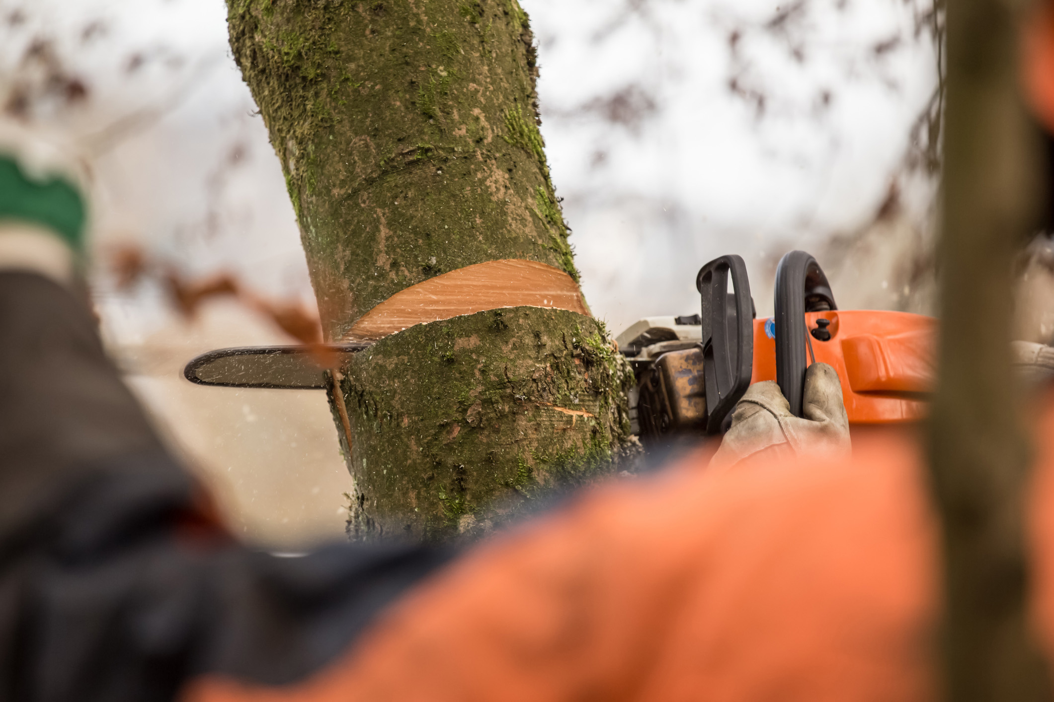Tree removal Tree Chipping