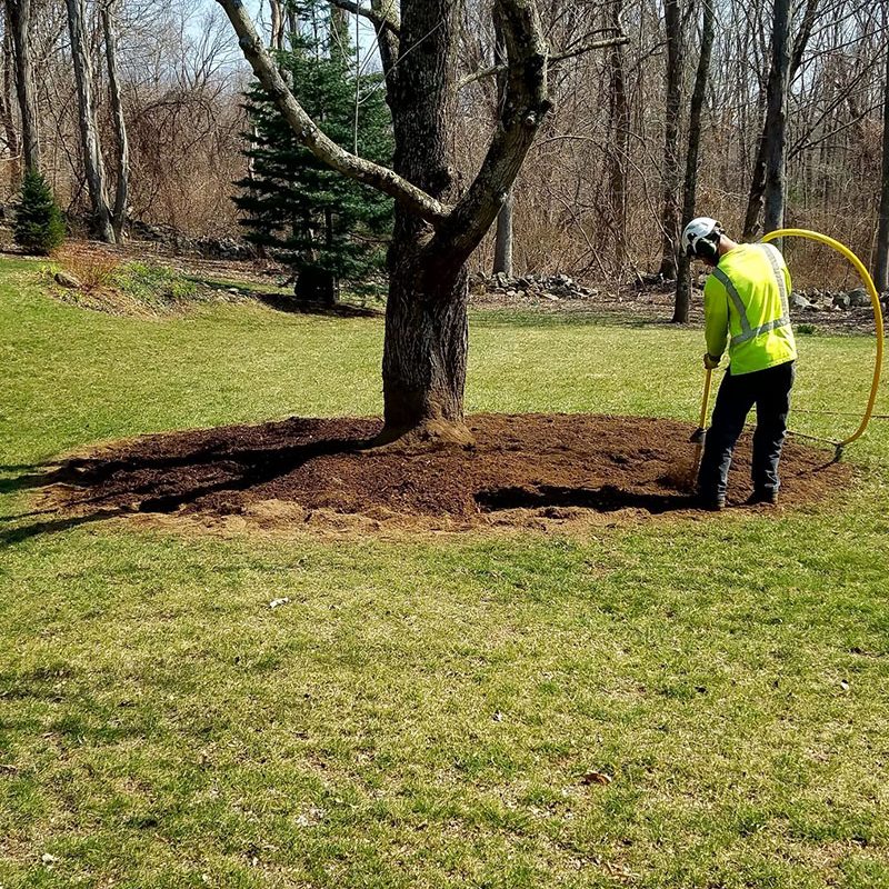 Tree care, Tree fertilization, Tree removal, stump removal