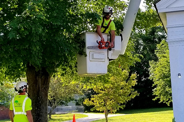 Mechanical Tree Removal with bucket service