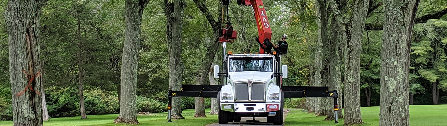 Tree Services in CT