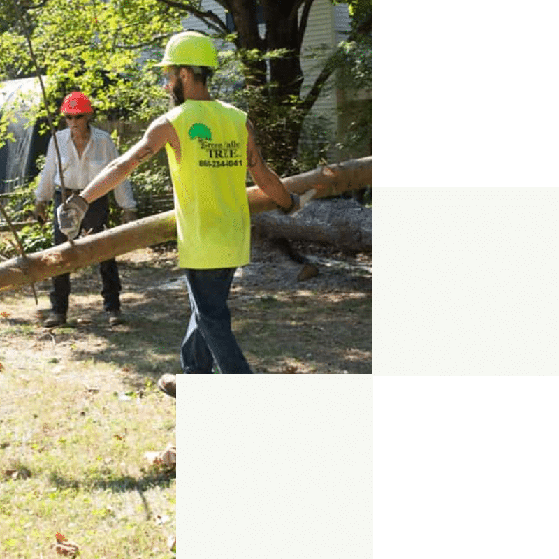 Tree Removal and Tree Services in CT