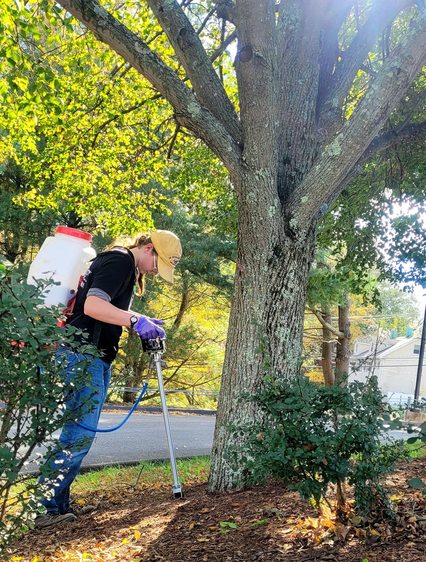 Tree support cable bracing and tree services